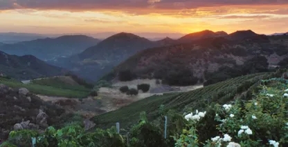 View of the Malibu Family Wines Vineyard